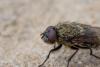 Pollenia sp.
